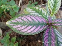 Perilepta auriculata leaf4.jpg
